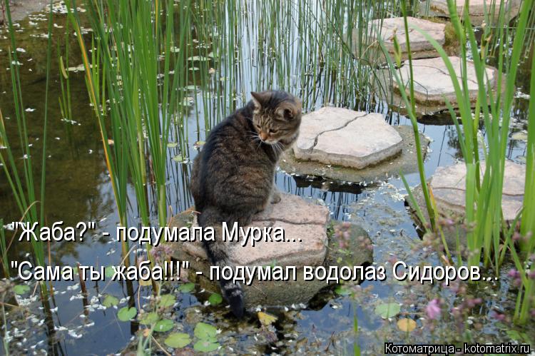 Котоматрица: 