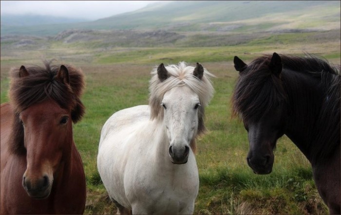 Лошадь 3 месяца. Три лошади. Прикольные три лошади. Статусы про лошадей красивые. Три красивый лошадь.