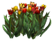 Цветы в PNG